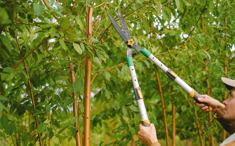 Tree trimming in Oberon, ND