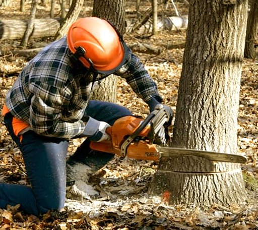 Tree Removal in Oberon, ND